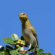 Southern Masked Weaver