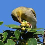 Southern Masked Weaver