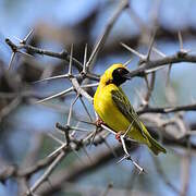 Southern Masked Weaver