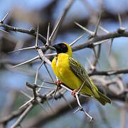 Southern Masked Weaver