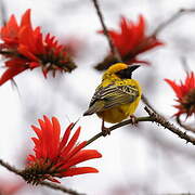 Village Weaver