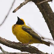 Village Weaver