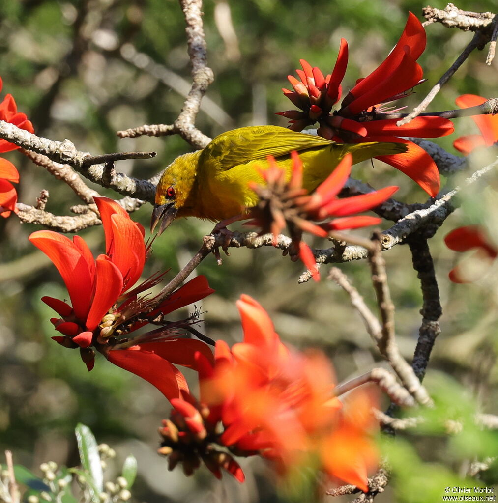 Eastern Golden Weaver