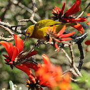 Eastern Golden Weaver