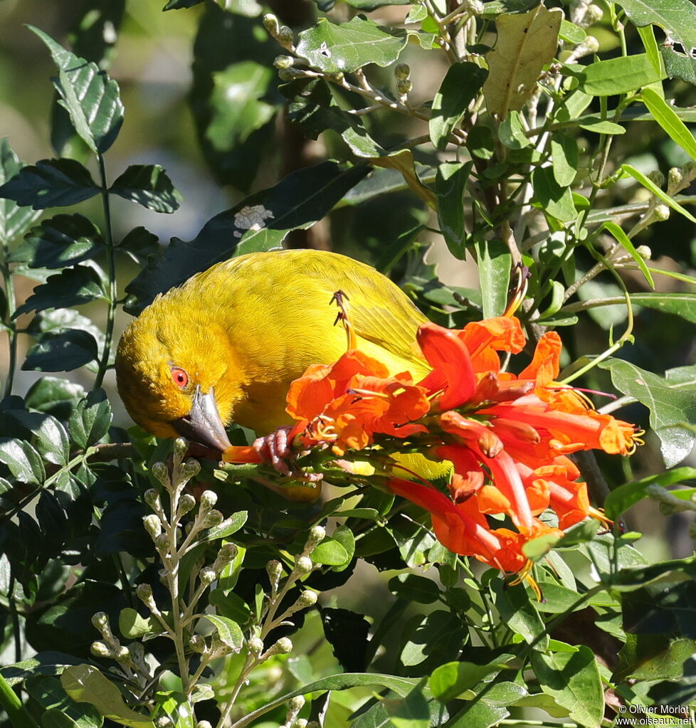 Eastern Golden Weaver