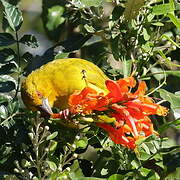 Eastern Golden Weaver