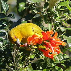 Tisserin jaune