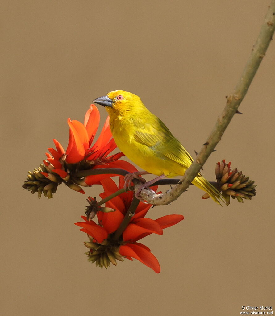 Tisserin jaune