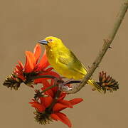 Eastern Golden Weaver