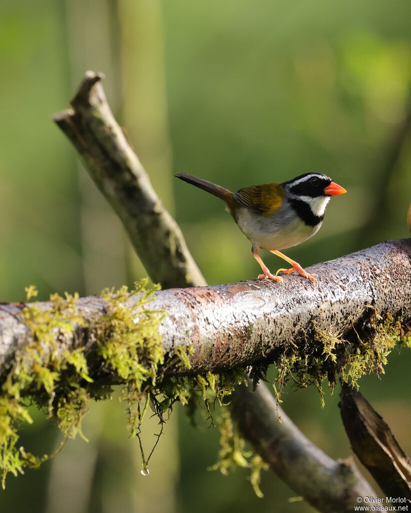 Orange-billed Sparrow