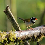 Orange-billed Sparrow