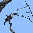 Toucan à bec rouge