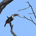 Toucan à bec rouge