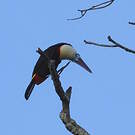 Toucan à bec rouge