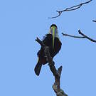 Toucan à bec rouge