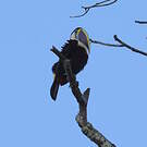 Toucan à bec rouge