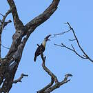 Toucan à bec rouge