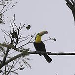 Toucan à carène