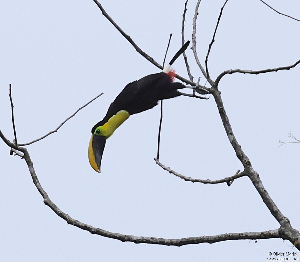 Choco Toucan