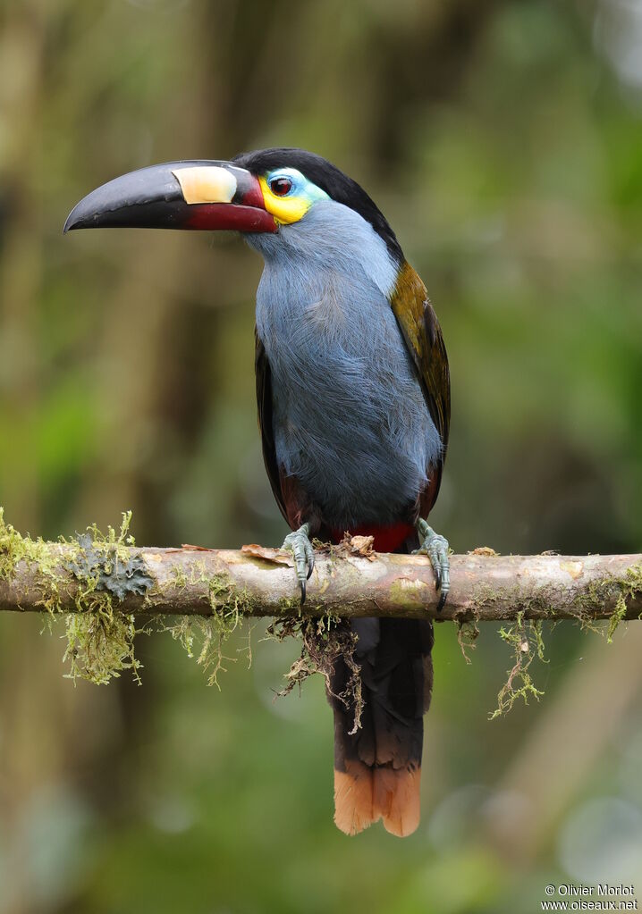 Plate-billed Mountain Toucan