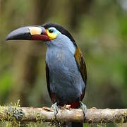 Plate-billed Mountain Toucan