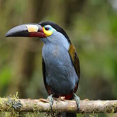 Toucan montagnard