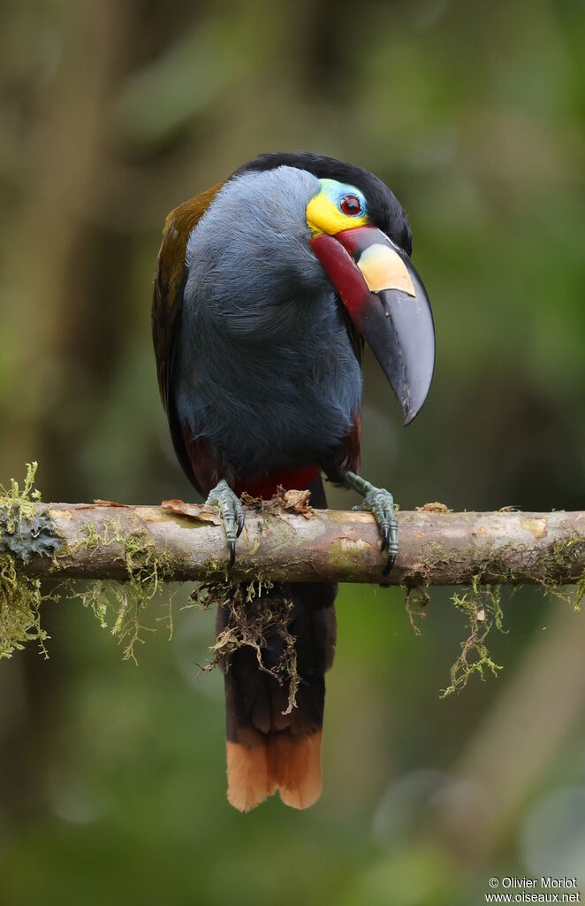 Plate-billed Mountain Toucan