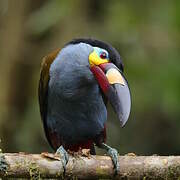 Plate-billed Mountain Toucan