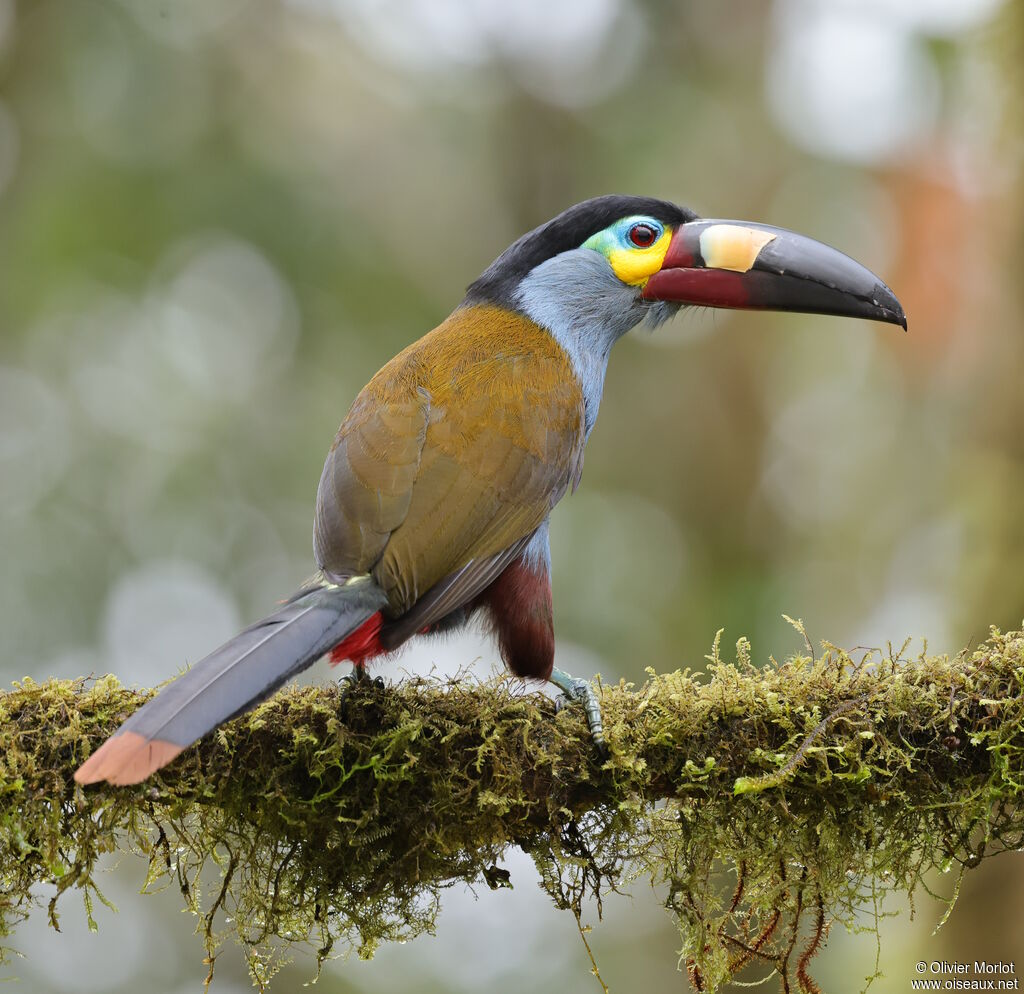 Toucan montagnard