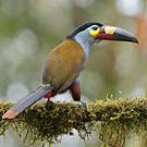 Toucan montagnard