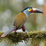 Toucan montagnard