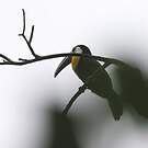 Toucan vitellin