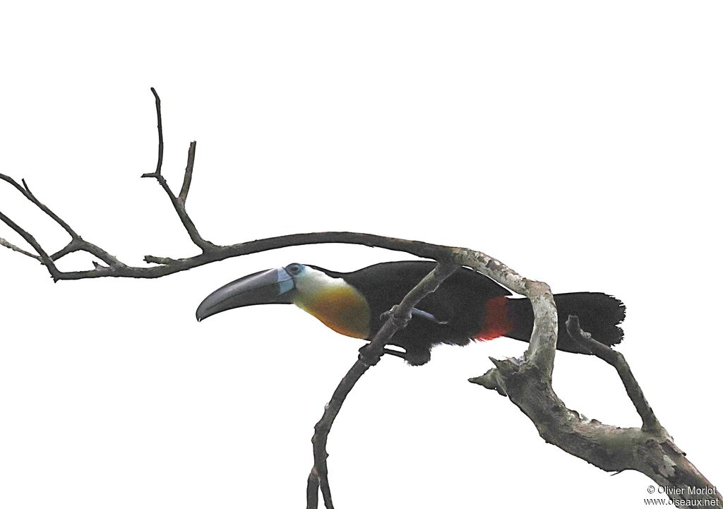 Toucan vitellin - Toucan ariel<br />