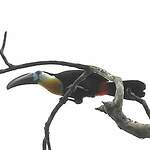 Toucan vitellin
