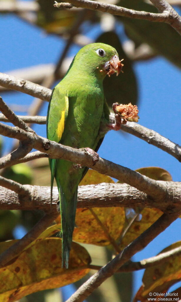 Yellow-chevroned Parakeet