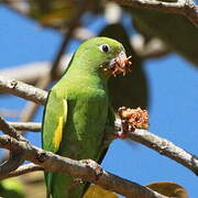 Yellow-chevroned Parakeet