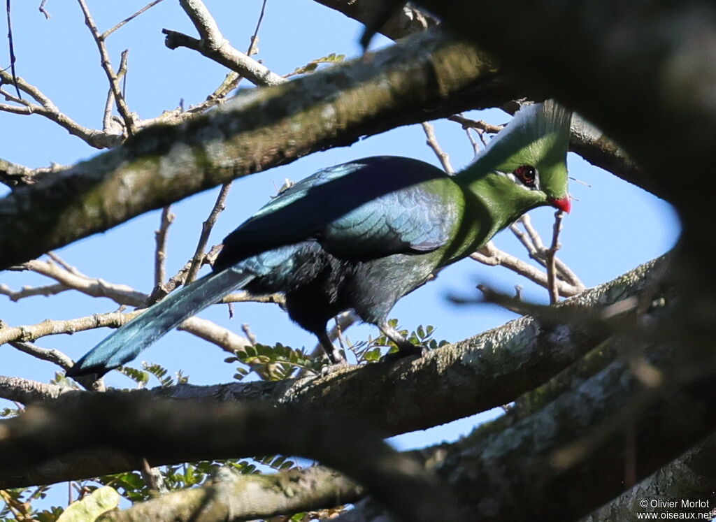 Livingstone's Turaco