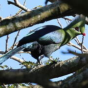 Livingstone's Turaco