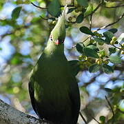 Livingstone's Turaco