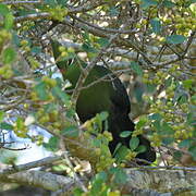 Touraco de Livingstone