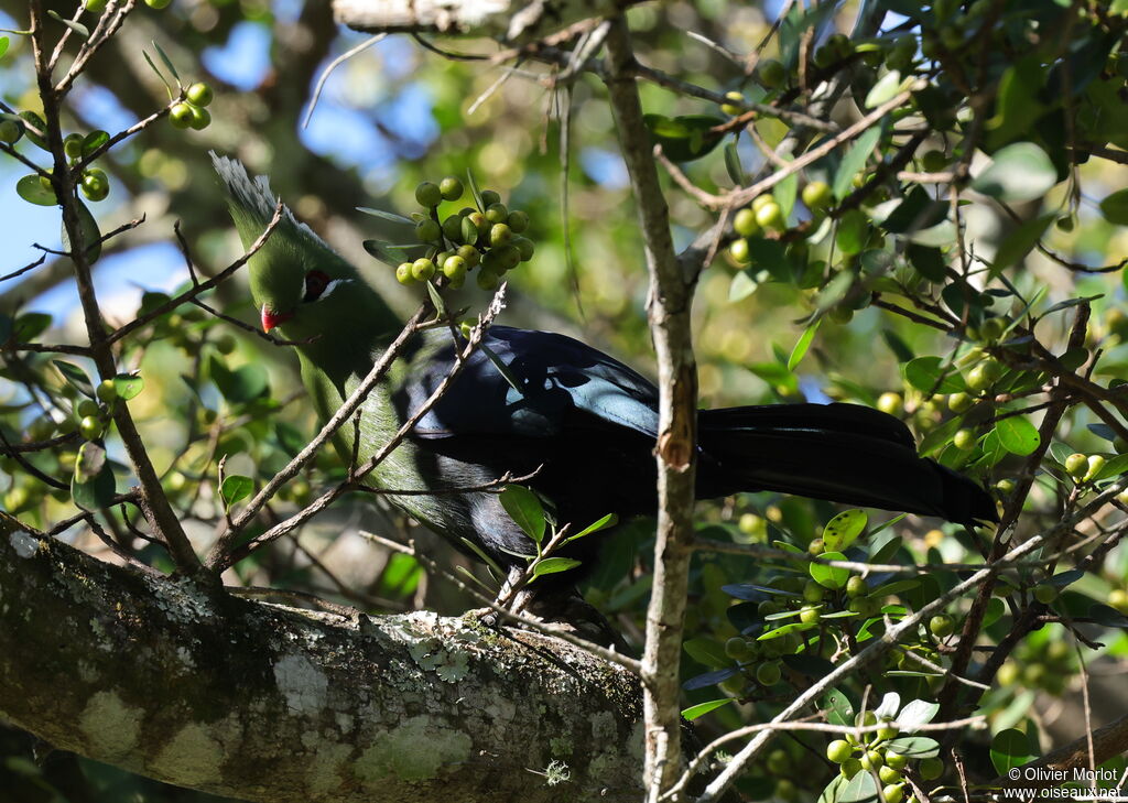 Livingstone's Turaco