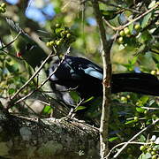 Livingstone's Turaco