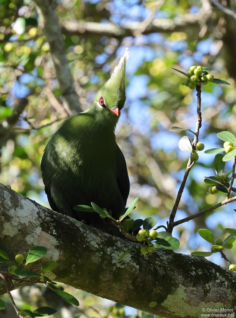 Livingstone's Turaco