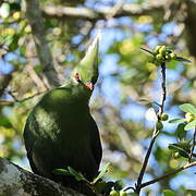 Touraco de Livingstone