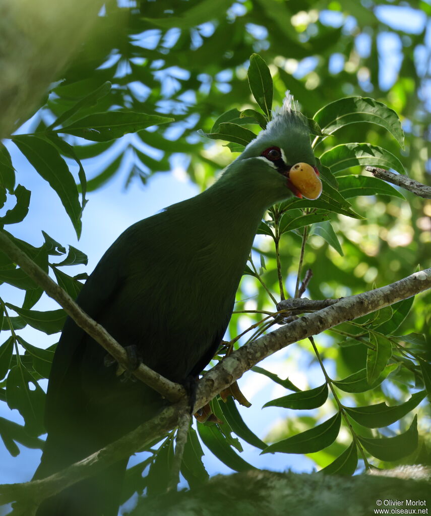 Touraco de Livingstone