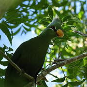 Livingstone's Turaco