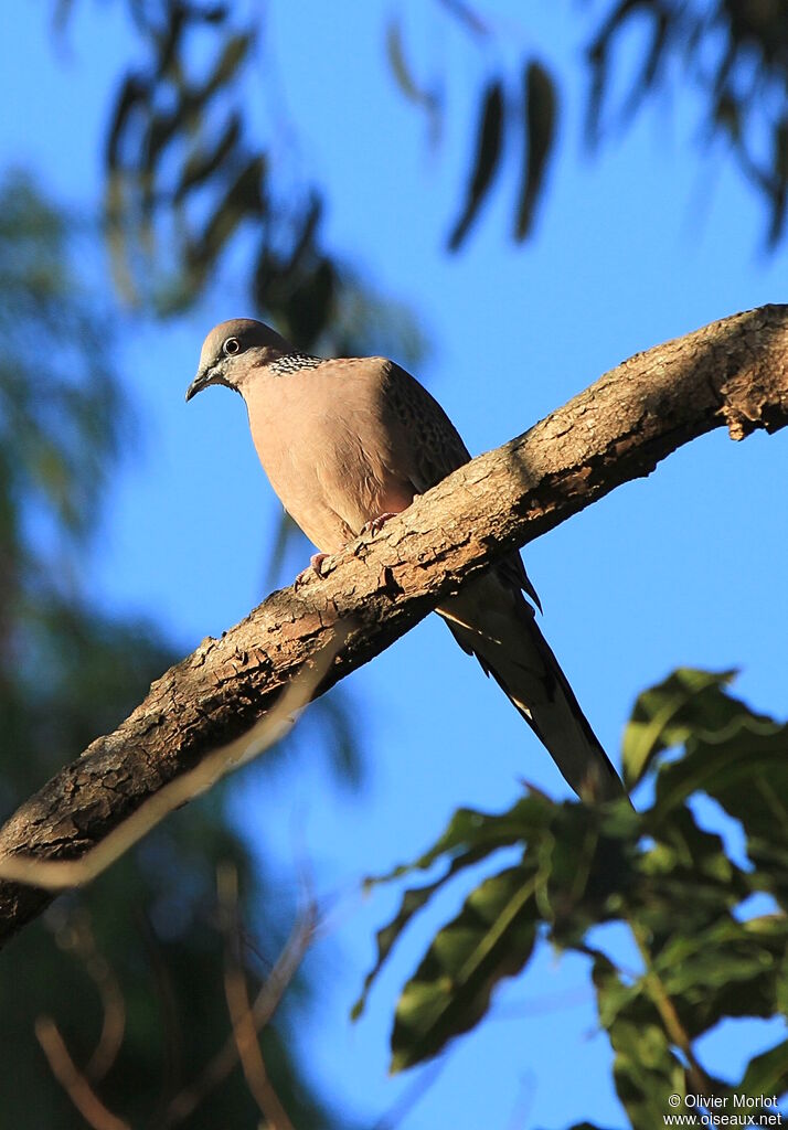 Spotted Dove
