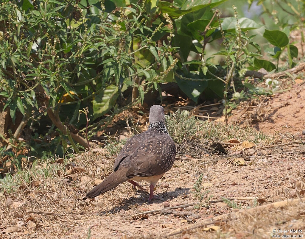 Spotted Dove