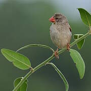Red-billed Quelea