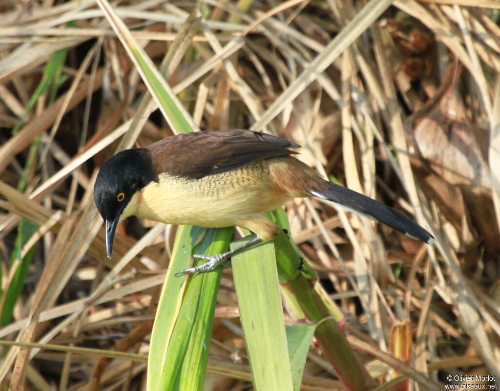 Black-capped Donacobius